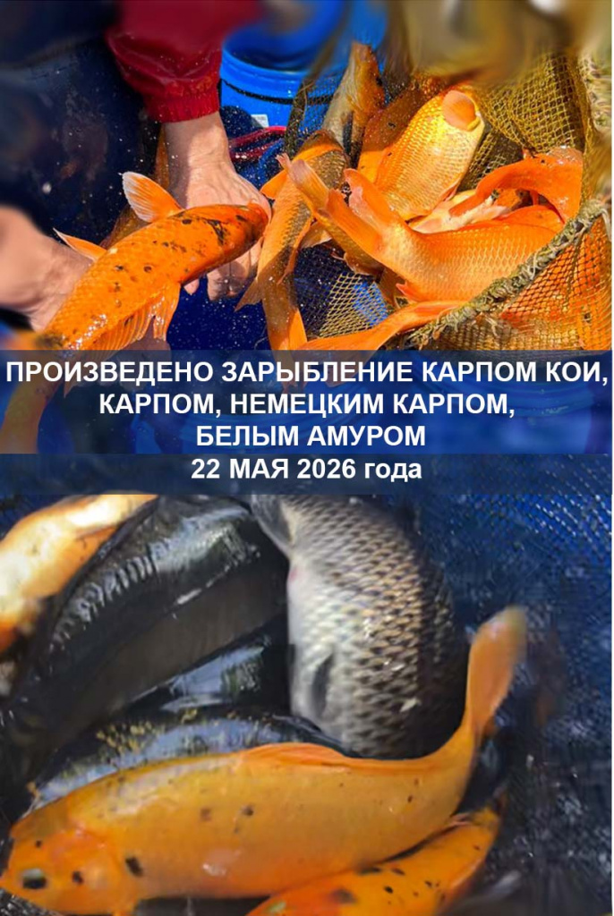 Аквадом